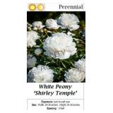 Peony White Shirley Temple