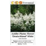 Plume Flower White Astilbe Deutschland