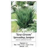 Sea Green Juniper Spreader