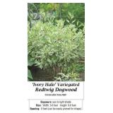 Ivory Halo Variegated Redtwig Dogwood Bush
