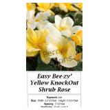 Rose Yellow Knock Out Easy Bee-zy