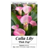 Pink Pop Calla Lily Annual