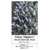 Butterfly Bush Blue Lavender Fragrant