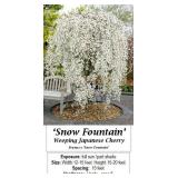 Weeping White Japanese Cherry Tree Snow Fountain