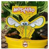 Mosquito Plant Citronella Annual