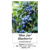 Blueberry Blue Jay