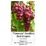 Red Seedless Grape Vine Vanessa