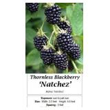 Blackberry Thornless Natchez