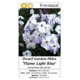Garden Phlox Lavender Light Blue Flame