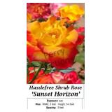 Rose Sunset Horizon Hasslefree