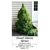 Dwarf Alberta Spruce