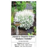 Japanese Dappled Willow