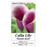 Purple Beat Calla Lily Annual