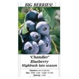 Blueberry Big Chandler