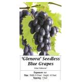 Blue Seedless Grape Vine Glenora