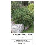 Dwarf Mugo Pine