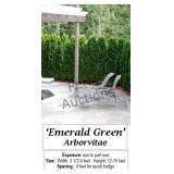 Emerald Green Arborvitae