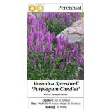 Purple Gum Candles Veronica Speedwell