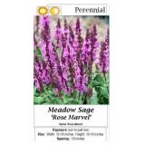 Salvia Sage Rose Marvel