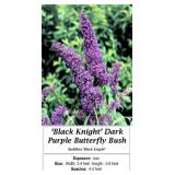 Butterfly Bush Purple Fragrant