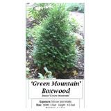 Boxwood Green Mountain