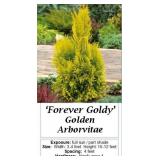 Forever Goldy Arborvitae