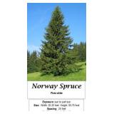 Norway Spruce
