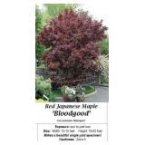 Red Japanese Maple Tree Bloodgood