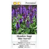 Salvia Sage Blue Marvel'