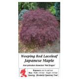 Weeping Red Japanese Maple Red Dragon