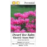 Bee Balm Neon Pink Electric Dwarf