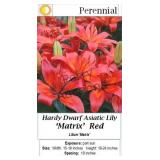 Red Lily Dwarf Matrix