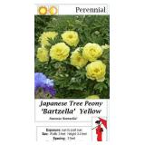 Tree Peony Yellow Japanese Bartzella