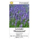 Lavender Blue Fragrant Phenomenal