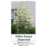 Dogwood Tree White Kousa