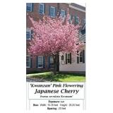 Pink Japanese Cherry Tree Kwanzan