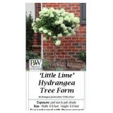 Tree Hydrangea Sun Little Lime