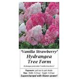Tree Hydrangea Sun Strawberry Vanilla