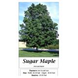 Sugar Maple Tree