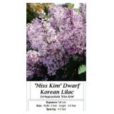 Lilac Miss Kim Dwarf Lavender Pink Fragrant