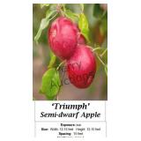 Apple Tree Triumph