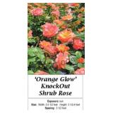 Orange Glow Knock Out Rose