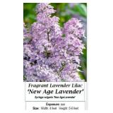 Lilac Lavender Fragrant New Age