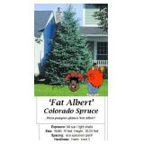 Fat Albert Blue Spruce