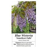 Blue Wisteria Vine Amethyst Falls