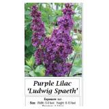Lilac Purple Fragrant Ludwig