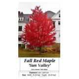 Maple Tree Fall Red Sun Valley