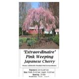 Weeping Pink Japanese Cherry Tree Extraordinaire