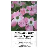 Dogwood Tree Kousa Pink & White