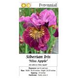 Siberian Iris Rose-purple Miss Apple